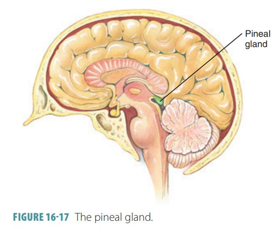 pineal gland